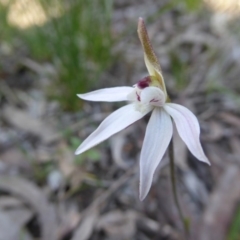 Caladenia fuscata (Dusky Fingers) at Kaleen, ACT - 7 Sep 2020 by Dibble