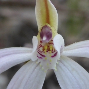 Caladenia fuscata at Kaleen, ACT - 7 Sep 2020