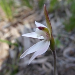 Caladenia fuscata at Kaleen, ACT - 7 Sep 2020