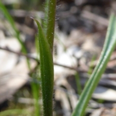 Caladenia fuscata at Kaleen, ACT - 7 Sep 2020