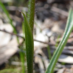 Caladenia fuscata at Kaleen, ACT - suppressed