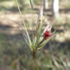 Rytidosperma pallidum (Red-anther Wallaby Grass) at Gungaderra Grasslands - 7 Sep 2020 by Dibble