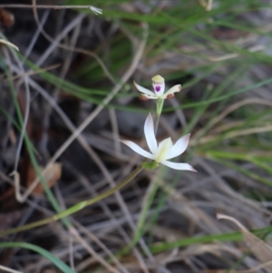 Caladenia ustulata at Gundaroo, NSW - 8 Sep 2020