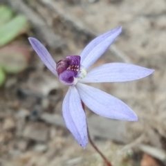 Cyanicula caerulea (Blue Fingers, Blue Fairies) at Tuggeranong DC, ACT - 7 Sep 2020 by Mike