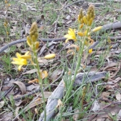 Bulbine bulbosa (Golden Lily) at Jerrabomberra, ACT - 7 Sep 2020 by Mike