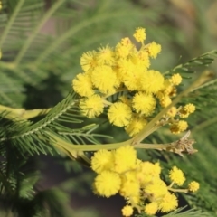 Acacia decurrens (Green Wattle) at Gundaroo, NSW - 8 Sep 2020 by Gunyijan