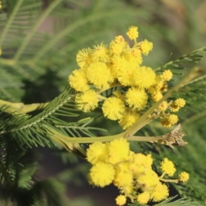 Acacia decurrens at Gundaroo, NSW - 8 Sep 2020 04:25 PM