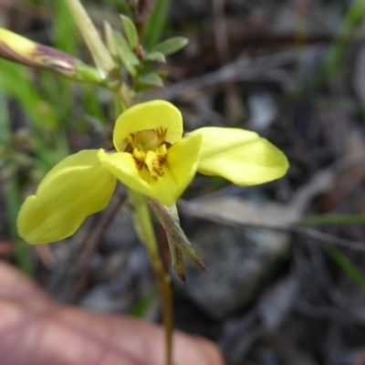 Diuris chryseopsis (Golden Moth) at Gungaderra Grasslands - 7 Sep 2020 by Dibble