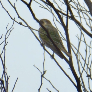 Chrysococcyx basalis at Yass River, NSW - 8 Sep 2020