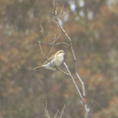 Chrysococcyx basalis (Horsfield's Bronze-Cuckoo) at Rugosa - 8 Sep 2020 by SenexRugosus