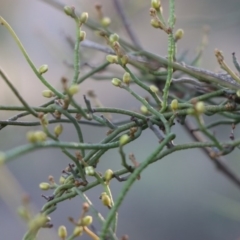 Cassytha pubescens (Devil's Twine) at Gundaroo, NSW - 8 Sep 2020 by Gunyijan