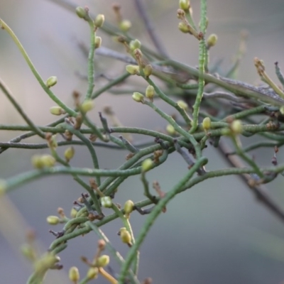 Cassytha pubescens (Devil's Twine) at Gundaroo, NSW - 8 Sep 2020 by Gunyijan