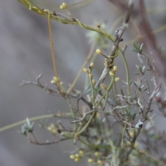 Cassytha pubescens at Gundaroo, NSW - 8 Sep 2020