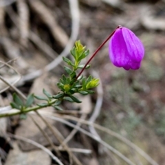 Tetratheca bauerifolia (Heath Pink-bells) at Wee Jasper Nature Reserve - 8 Sep 2020 by JudithRoach