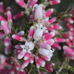 Lissanthe strigosa subsp. subulata (Peach Heath) at Bruce Ridge - 8 Sep 2020 by ConBoekel