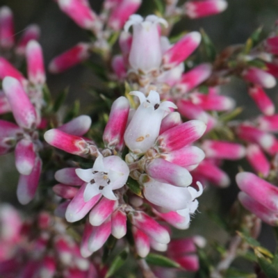 Lissanthe strigosa subsp. subulata (Peach Heath) at Bruce Ridge - 8 Sep 2020 by ConBoekel