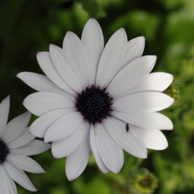 Dimorphotheca ecklonis (African Daisy) at O'Connor, ACT - 7 Sep 2020 by ConBoekel