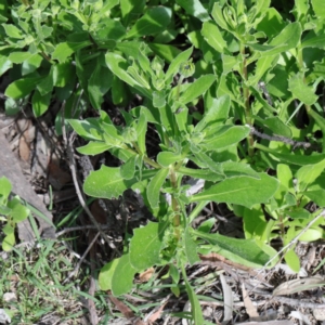 Dimorphotheca ecklonis at O'Connor, ACT - 8 Sep 2020