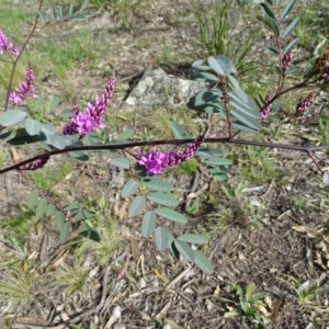 Indigofera australis subsp. australis at Isaacs, ACT - 8 Sep 2020