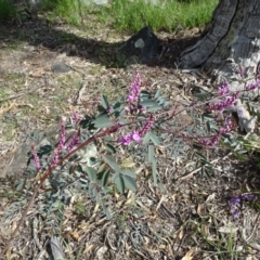 Indigofera australis subsp. australis at Isaacs, ACT - 8 Sep 2020