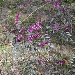 Indigofera australis subsp. australis at Isaacs, ACT - 8 Sep 2020 03:05 PM