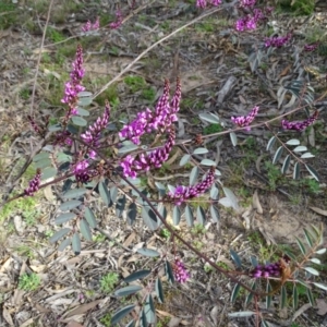 Indigofera australis subsp. australis at Isaacs, ACT - 8 Sep 2020