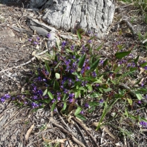 Hardenbergia violacea at Isaacs, ACT - 8 Sep 2020