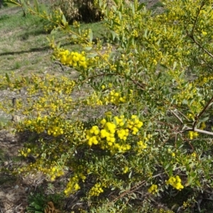 Acacia buxifolia subsp. buxifolia at Isaacs, ACT - 8 Sep 2020