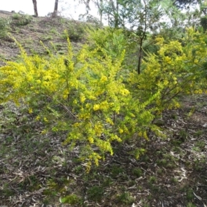 Acacia buxifolia subsp. buxifolia at Isaacs, ACT - 8 Sep 2020