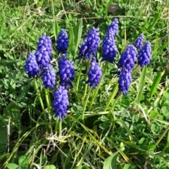 Muscari armeniacum (Grape Hyacinth) at Isaacs, ACT - 8 Sep 2020 by Mike