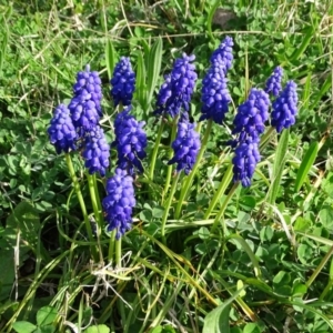 Muscari armeniacum at Isaacs, ACT - 8 Sep 2020