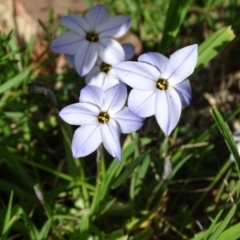 Ipheion uniflorum (Spring Star-flower) at Jerrabomberra, ACT - 8 Sep 2020 by Mike