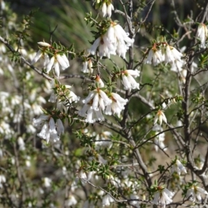 Leucopogon fletcheri subsp. brevisepalus at Tuggeranong DC, ACT - 8 Sep 2020