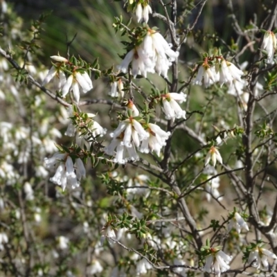 Leucopogon fletcheri subsp. brevisepalus (Twin Flower Beard-Heath) at Tuggeranong DC, ACT - 8 Sep 2020 by Mike