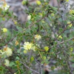 Acacia gunnii (Ploughshare Wattle) at Tuggeranong DC, ACT - 8 Sep 2020 by Mike