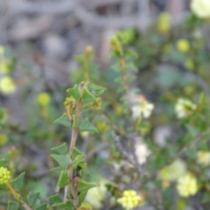 Acacia gunnii at Tuggeranong DC, ACT - 8 Sep 2020