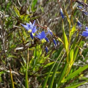 Stypandra glauca at Tuggeranong DC, ACT - 8 Sep 2020