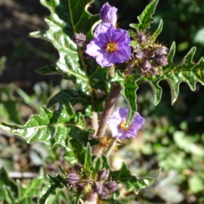 Solanum cinereum (Narrawa Burr) at Wanniassa Hill - 8 Sep 2020 by Mike