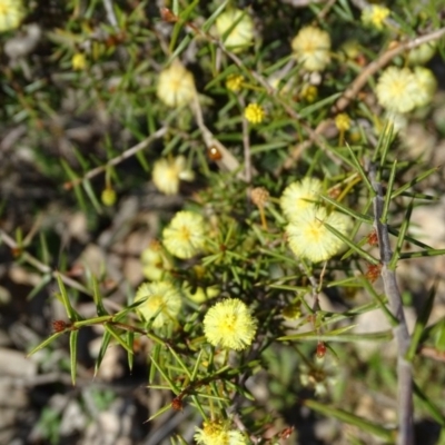 Acacia ulicifolia (Prickly Moses) at Wanniassa Hill - 8 Sep 2020 by Mike