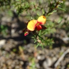 Dillwynia sericea (Egg And Bacon Peas) at Wanniassa Hill - 8 Sep 2020 by Mike