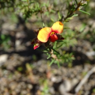 Dillwynia sericea (Egg And Bacon Peas) at Wanniassa Hill - 8 Sep 2020 by Mike