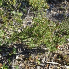 Dillwynia sericea at Jerrabomberra, ACT - 8 Sep 2020 03:41 PM