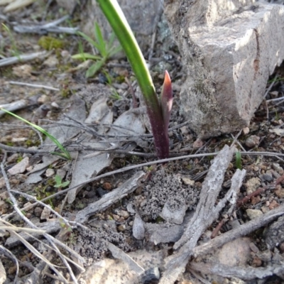 Thelymitra sp. (A Sun Orchid) at Wanniassa Hill - 8 Sep 2020 by Mike