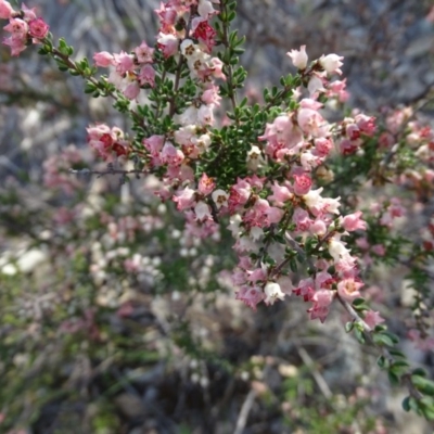 Cryptandra sp. Floriferous (W.R.Barker 4131) W.R.Barker at Wanniassa Hill - 8 Sep 2020 by Mike