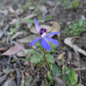 Cyanicula caerulea at Tuggeranong DC, ACT - suppressed