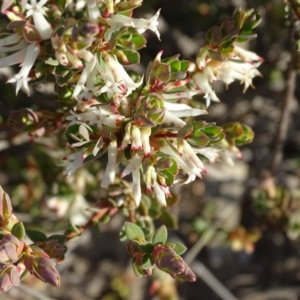 Brachyloma daphnoides at Tuggeranong DC, ACT - 8 Sep 2020