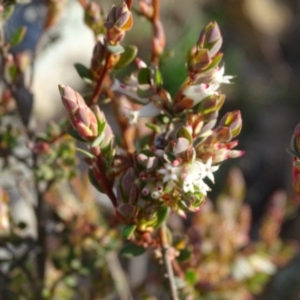 Brachyloma daphnoides at Tuggeranong DC, ACT - 8 Sep 2020