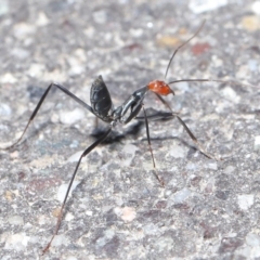 Leptomyrmex erythrocephalus (Spider ant) at Tidbinbilla Nature Reserve - 6 Sep 2020 by TimL