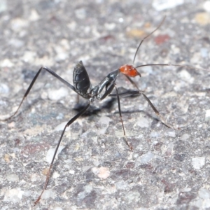 Leptomyrmex erythrocephalus at Paddys River, ACT - 6 Sep 2020