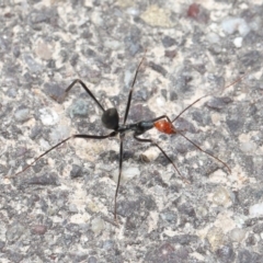 Leptomyrmex erythrocephalus at Paddys River, ACT - 6 Sep 2020